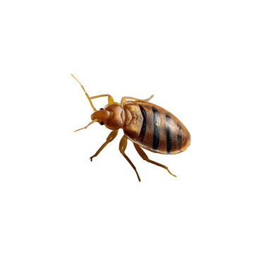 Bed bug sitting on bed sheet texture with soft folds and shadows and  macro detail and  isolated white background Batch  realistic clean bright simple modern stock image isolated on plain background f