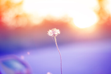 close up of grass seed flower