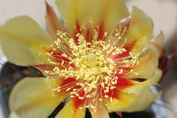 Opuntia Sapphire Wave opuncja mrozoodporna