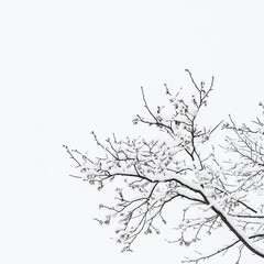 Snow-laden branches against a pale sky