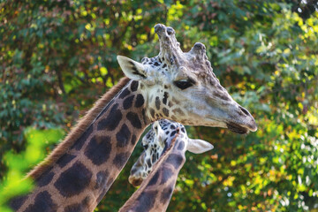 Two giraffes standing in lush green environment with sunlight highlighting their patterned necks...