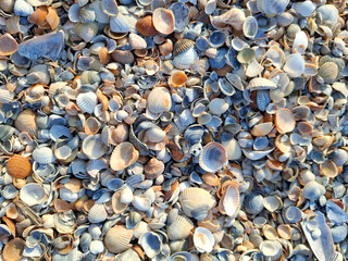 Background with seashells on a beach in Mamaia, Constanta