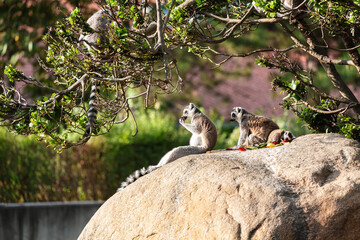 Group of ring-tailed lemurs resting and eating on large rock under tree in natural sunlit habitat