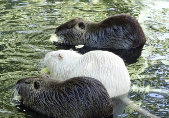 Group of Nutria in Romania. Myocastor coypus