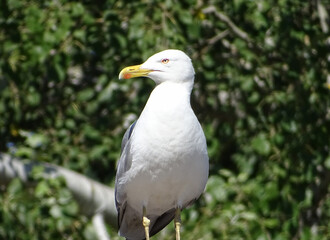 Seagull in Constanta, Romania, during the summer