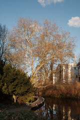 Tree and curved walkway by water in Wallanlagen Park, Bremen, Germany. 