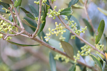Olive trees in bloom in the mediterranean area