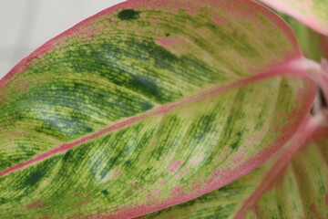 Aglaonema Salmon Fantasy roślina