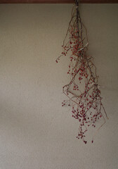 Dried Berries Hanging from Wooden Ceiling on Autumn Mood
