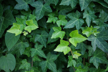 Bush of Green English ivy is climb on surfaces like walls 