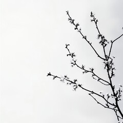 Delicate branch with sparse blossoms against a pale sky