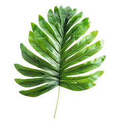Close-up vibrant green tropical leaf.  Detailed veins,  strong lines,  lush