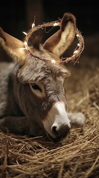 The gentle donkey from the nativity story, resting peacefully in a softly lit stable, embodying humility, peace, and the true spirit of Christmas. Perfect for religious, seasonal, or animal-themed 