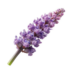 Close-up of a vibrant purple flower sprig