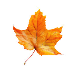 Close-up of a vibrant autumn maple leaf