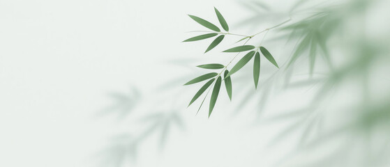 Fototapeta premium Chinese simple Zen bamboo forest and bamboo shadow