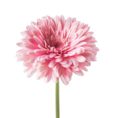 Close-up of a single, light pink gerbera daisy (1)
