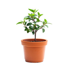 Small potted plant with dark-green leaves