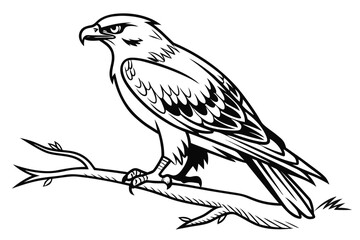 Fototapeta premium Illustration of a hawk perched on a branch showcasing intricate details and realistic features in black and white style