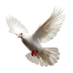 Obraz premium Dove in flight with wings extended upward and peaceful expression and feathers trailing motion and isolated white background Batch realistic clean bright simple modern stock image isolated on plai