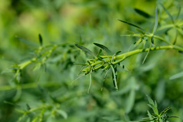 Sicklewort leaves - Latin name - Falcaria vulgaris