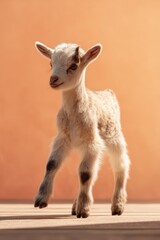 Curious Baby Goat Mid-Step