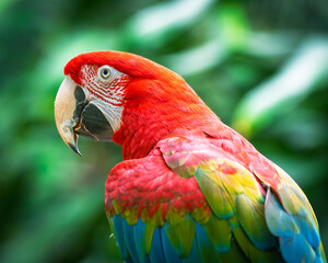 Green Winged Macaw
