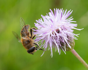 Bee on a purple or pink Flower Macro Photo Nature. High quality photo