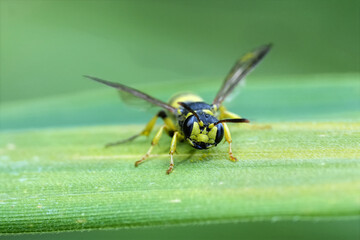 Facial closeup on a Four-banded Weevil-wasp , Cerceris quadricincta on a green leaf