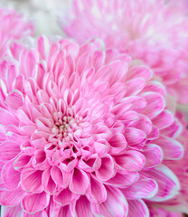 delicate pink chrysanthemums as a light natural background