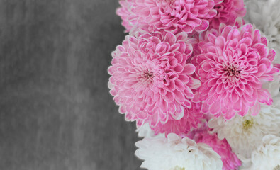delicate chrysanthemums as a light natural background with a copy space
