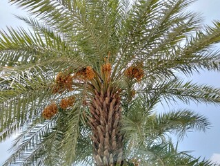 Palm tree