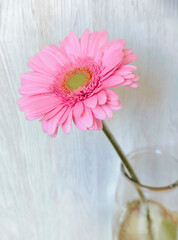 Vase with pink chrysanthemum on a light background