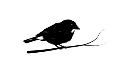 Lesser Antillean Bullfinch bird, black isolated silhouette