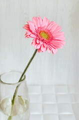 pink chrysanthemum in a glass vase on a light background