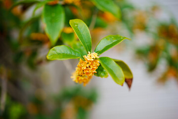 黄色いキンモクセイの花
