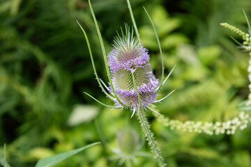 Close Up einer verblühenden Distel