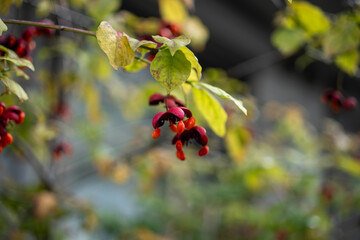 赤い実をつけたツリバナの木