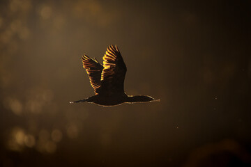 Little Black Cormorant in the setting sun flying over Gold Creek Reservoir in Brisbane, Queensland.