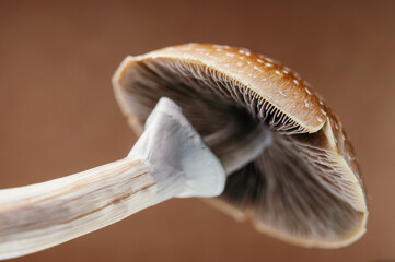Magic mushroom underside – gills, spores and psilocybin stain