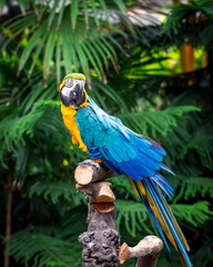 Blue and Gold Macaw