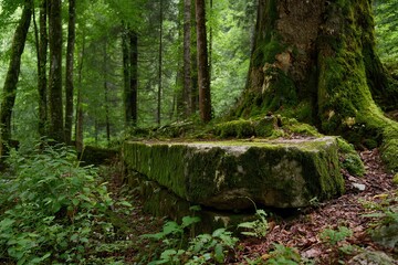 Fototapeta premium forest park with cut stone and green trees