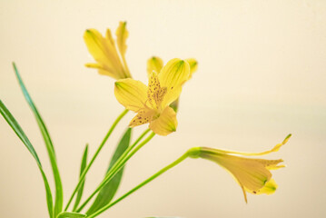 Fototapeta premium Macro shot of Piccolo Yellow Alstroemeria with soft background and delicate petals
