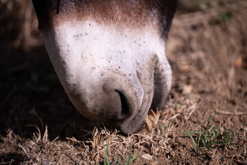 Close up of a donkey (muzzle) grazing grass