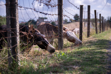 The grass is greener on the other side. Donkeys reaching for grass beyond the fence