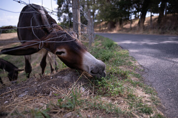 The grass is greener on the other side. Donkeys reaching for grass beyond the fence
