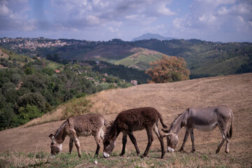 Three donkeys grazing grass in the summer countryside