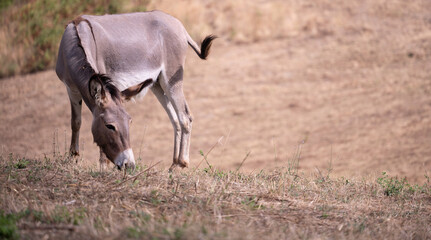 A donkey grazing grass in the dry summer pastures