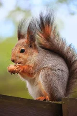 A red fluffy squirrel is sitting and nibbling on a nut on a park fence. Soft focus. Close-up © Elena