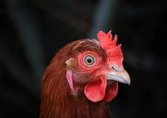 Portrait of a surprised chicken. Close-up, soft focus. © Elena